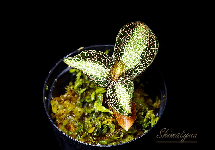 ����ʪ��Anoectochius roxburghii  ��Sun Light�� No.07