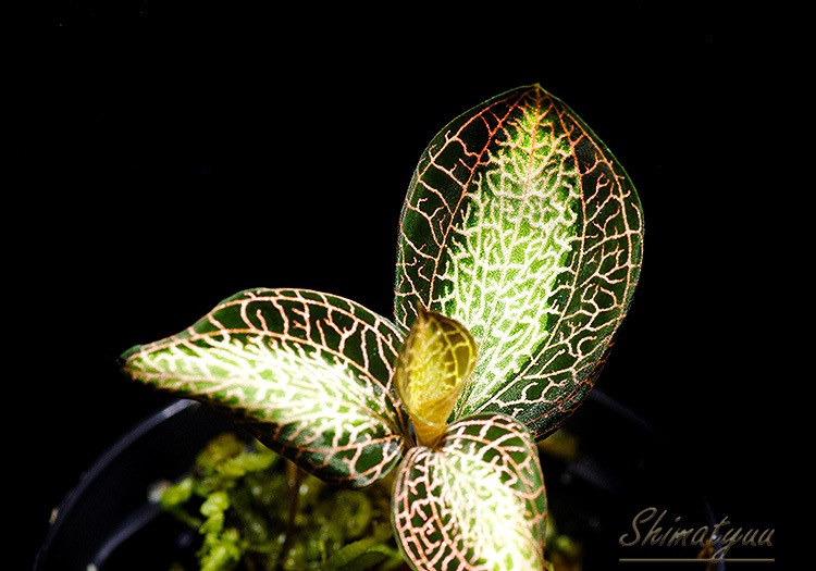 ����ʪ��Anoectochius roxburghii  ��Sun Light�� No.07