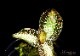 ����ʪ��Anoectochius roxburghii  ��Sun Light�� No.07