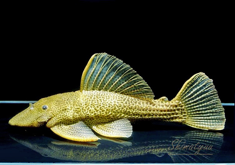 ����ʪ���ɥ饴��ϥ��ե���쥪�ѡ��ɥȥ�ࡡ ��High yellow�ɡ�Bigsize��No.07