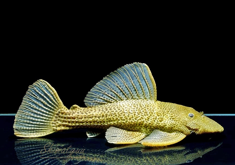 ����ʪ���ɥ饴��ϥ��ե���쥪�ѡ��ɥȥ�ࡡ ��High yellow�ɡ�Bigsize��No.07