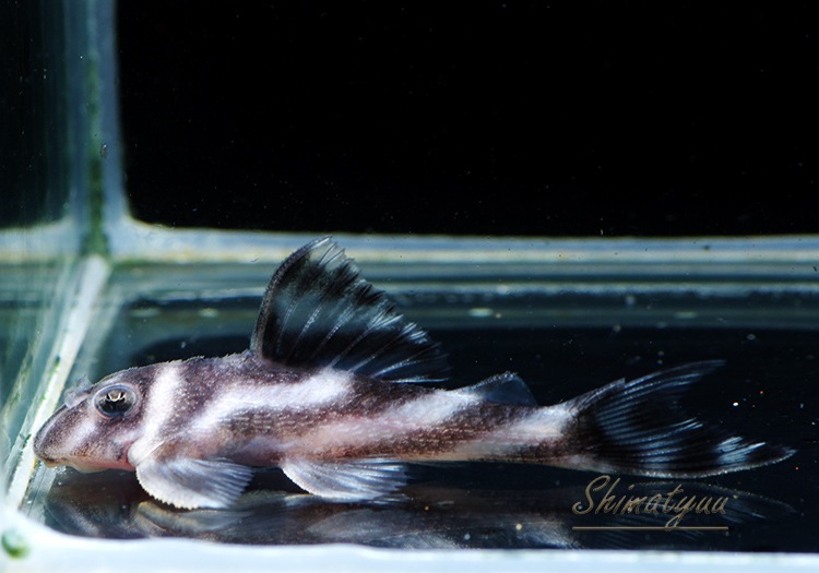 ����ʪ�������ѡ�����ڥꥢ�를�֥顡F2���ȣ£����ɡ�No.11