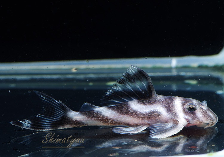 ����ʪ�������ѡ�����ڥꥢ�를�֥顡F2���ȣ£����ɡ�No.11