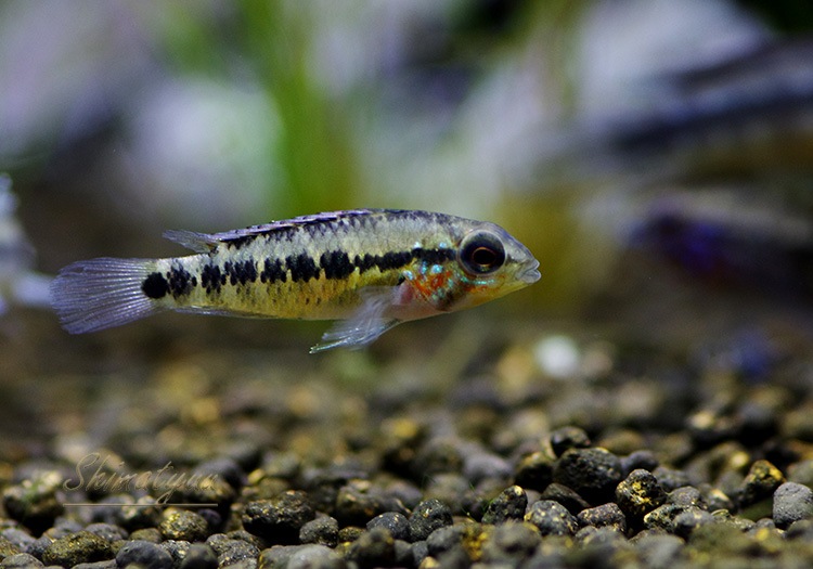AP.sp.Vaupes���ףɣ̣ġ��ȥ������ڥ��ɡ���������У�