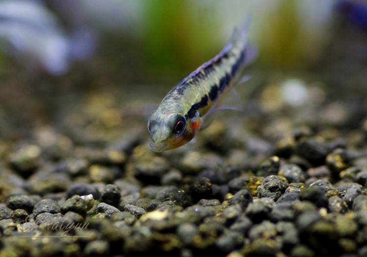 AP.sp.Vaupes���ףɣ̣ġ��ȥ������ڥ��ɡ���������У�