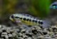 AP.sp.Vaupes���ףɣ̣ġ��ȥ������ڥ��ɡ���������У�