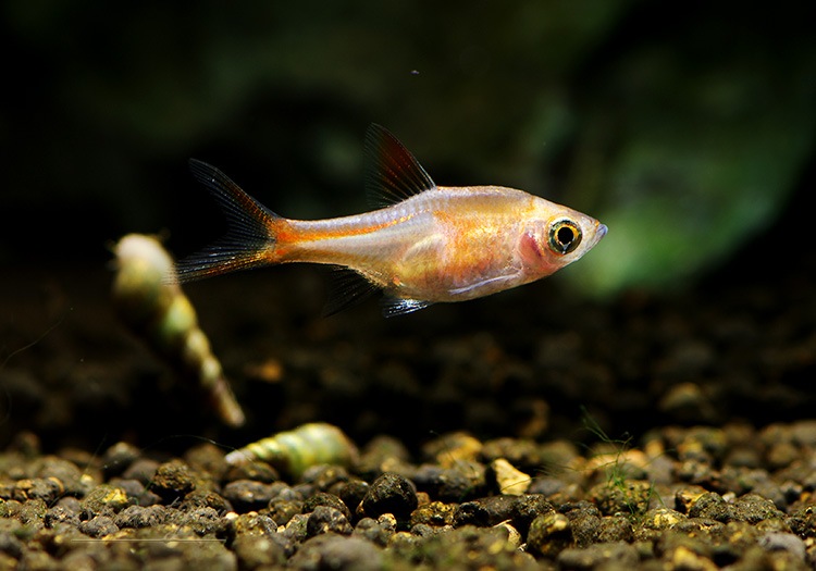 熱帯魚 ラスボラ ヘテロモルファ ゴールド 5匹 熱帯魚 ラスボラ コイ ローチ Aqua F東京店通販ショップ 熱帯魚 ラスボラ ヘテロモルファ ゴールド 5匹 熱帯魚 ラスボラ コイ ローチ Aqua F東京店通販ショップ