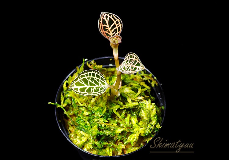 ����ʪ��Anoectochius��Dossinia  ��Red�� No.08