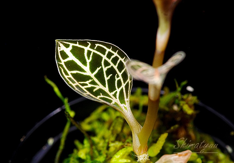 ����ʪ��Anoectochius��Dossinia  ��Red�� No.08