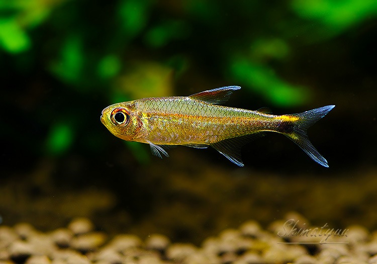 ��Ǯ�ӵ��ۡ���åɥ��������ۥ���ƥȥ顡WILD���ȥޥ˥���ɡ�3ɤ