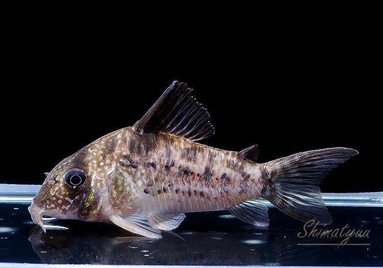 1_000000013142.jpg?1742461900