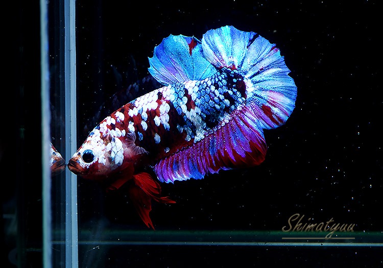 熱帯魚】一点物 HM・プラカット “ギャラクシー” No.02 | 熱帯魚,ベタ 