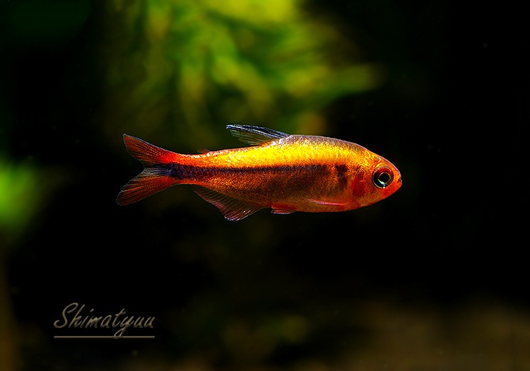 ��Ǯ�ӵ��ۡ��ץ���ʥϥ��ե����֥ꥳ�󡦥ߥ��å�������åɡ�WILD��3ɤ