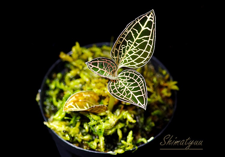 ����ʪ��Anoectochius��Dossinia  ��Red�� No.09