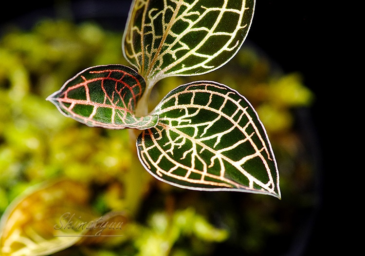 ����ʪ��Anoectochius��Dossinia  ��Red�� No.09