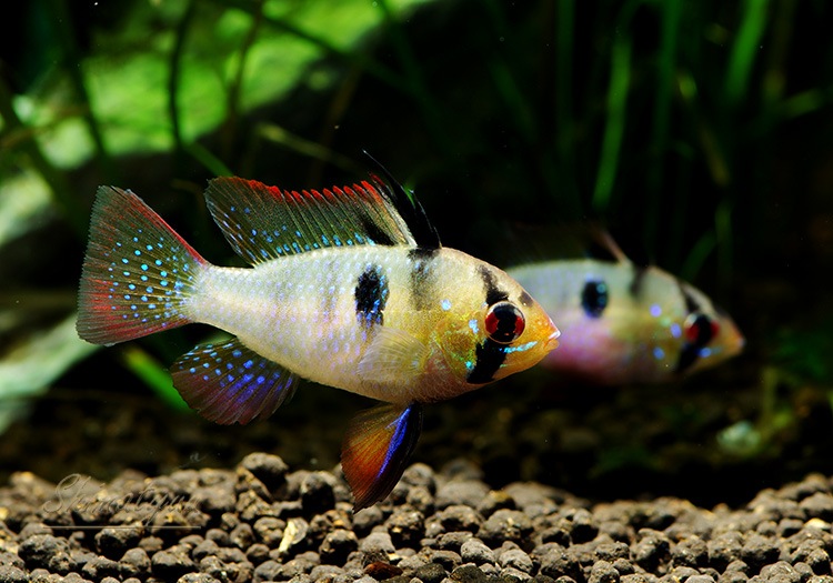 国産 ドイツラム 1ｐｒ アピストグラマ ドワーフシクリッド Aqua F東京店通販ショップ