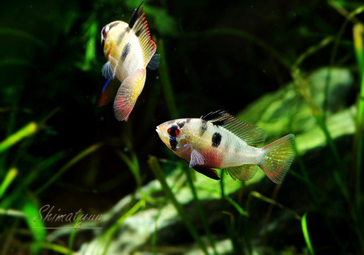 国産 ドイツラム 1ｐｒ アピストグラマ ドワーフシクリッド Aqua F東京店通販ショップ