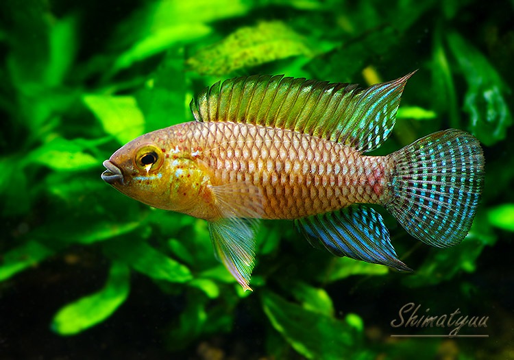 ����.sp. ���󥰡���WILD���ȥꥪ�����󥰡��ɡ���Pr