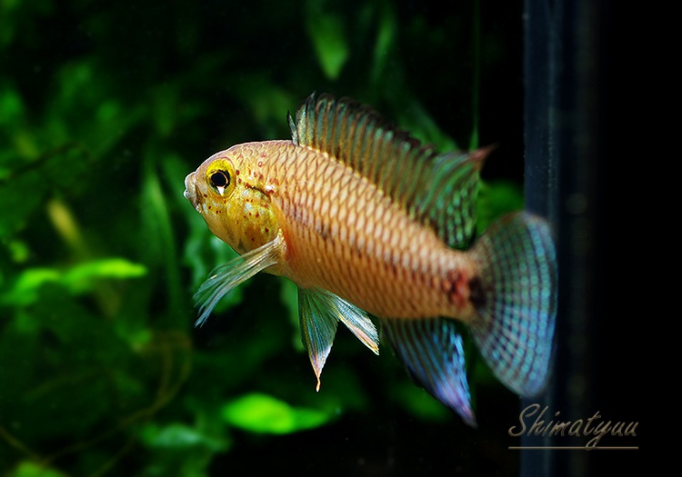 ����.sp. ���󥰡���WILD���ȥꥪ�����󥰡��ɡ���Pr