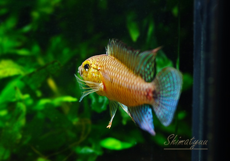 ����.sp. ���󥰡���WILD���ȥꥪ�����󥰡��ɡ���Pr