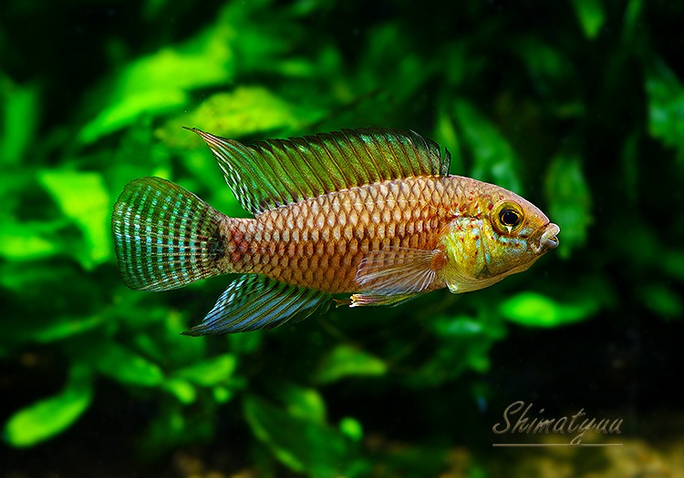 ����.sp. ���󥰡���WILD���ȥꥪ�����󥰡��ɡ���Pr