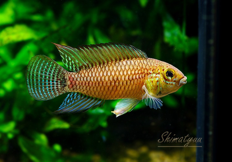 ����.sp. ���󥰡���WILD���ȥꥪ�����󥰡��ɡ���Pr