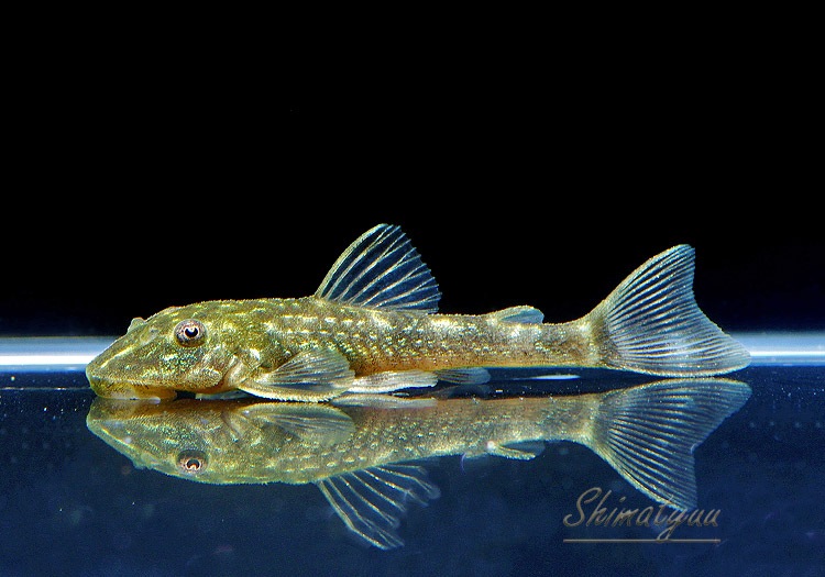 ��Ǯ�ӵ��ۡ��ѥ饪�ȥ��󥯥륹�����٥å��ǥ��������ȥꥪ �ѥ�ʥ����Сɡ�3ɤ