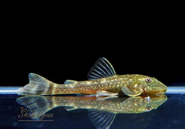 ��Ǯ�ӵ��ۡ��ѥ饪�ȥ��󥯥륹�����٥å��ǥ��������ȥꥪ �ѥ�ʥ����Сɡ�3ɤ