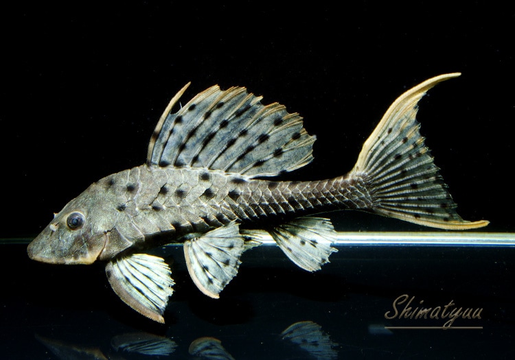 オレンジフィンアーマードプレコ28cm前後 オレンジフィンアーマードプレコ28cm前後