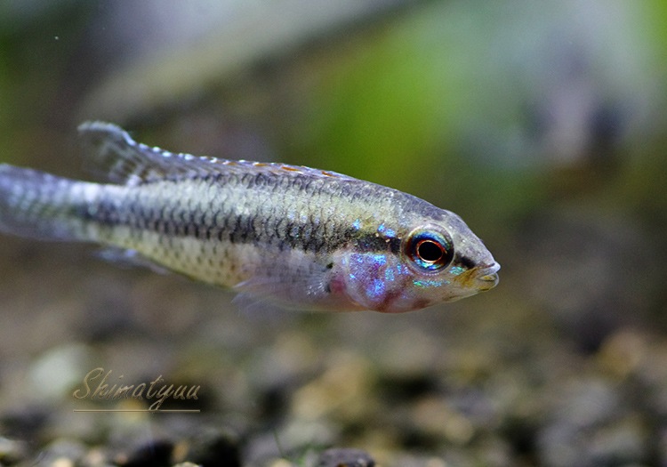 Ap sp.cf.�֥�ȥ����롡 caño curisagua���ȣףɣ̣ġɡ�1Pr