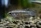 Ap sp.cf.�֥�ȥ����롡 caño curisagua���ȣףɣ̣ġɡ�1Pr