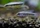 Ap sp.cf.�֥�ȥ����롡 caño curisagua���ȣףɣ̣ġɡ�1Pr