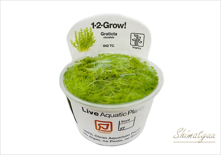 組織培養1-2-GROW! グラティオラ・ヴィスキデューラ “042 TC” 1カップ