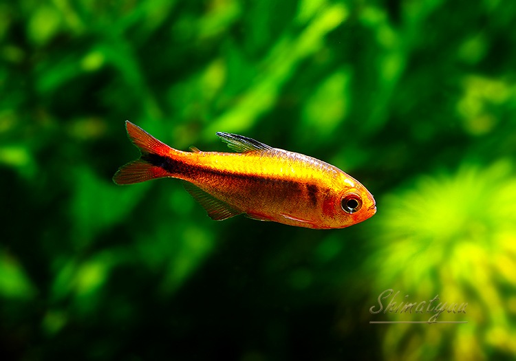 ��Ǯ�ӵ��ۡ��ץ���ʥϥ��ե����֥ꥳ�󡦥ߥ��å�������åɡ�WILD��1ɤ