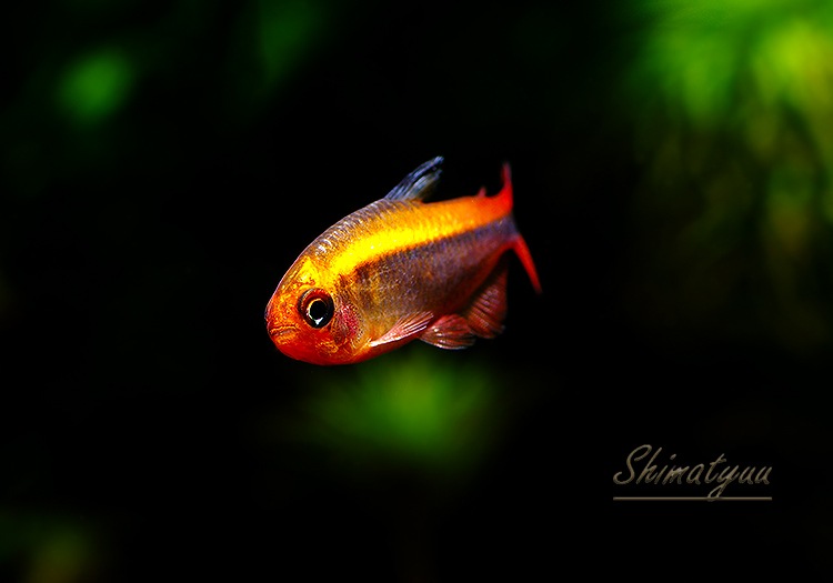 ��Ǯ�ӵ��ۡ��ץ���ʥϥ��ե����֥ꥳ�󡦥ߥ��å�������åɡ�WILD��1ɤ