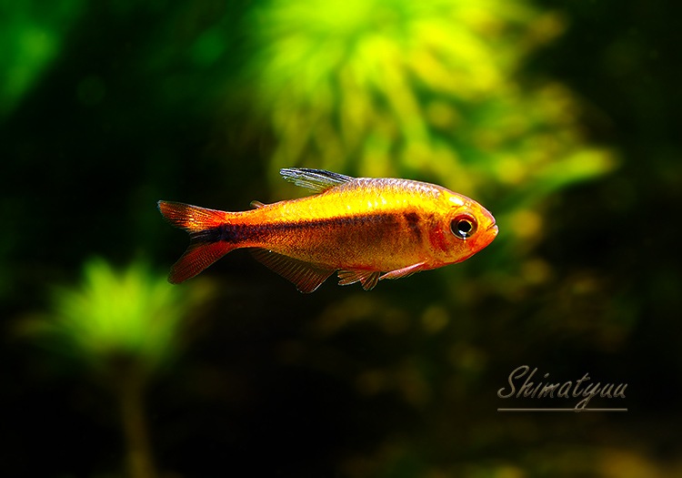 ��Ǯ�ӵ��ۡ��ץ���ʥϥ��ե����֥ꥳ�󡦥ߥ��å�������åɡ�WILD��1ɤ