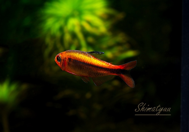 ��Ǯ�ӵ��ۡ��ץ���ʥϥ��ե����֥ꥳ�󡦥ߥ��å�������åɡ�WILD��1ɤ