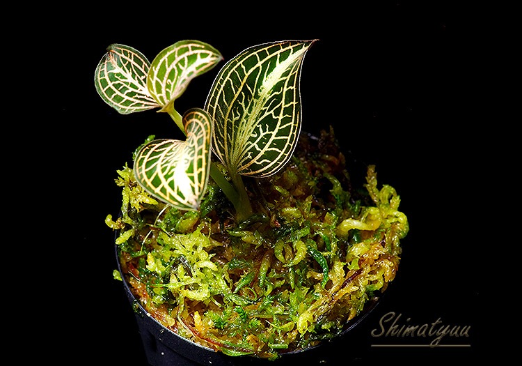 ����ʪ��Anoectochius albolineatus  ��Variegata�� No.10