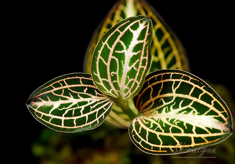 ����ʪ��Anoectochius albolineatus  ��Variegata�� No.10