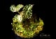 ����ʪ��Anoectochius albolineatus  ��Variegata�� No.10