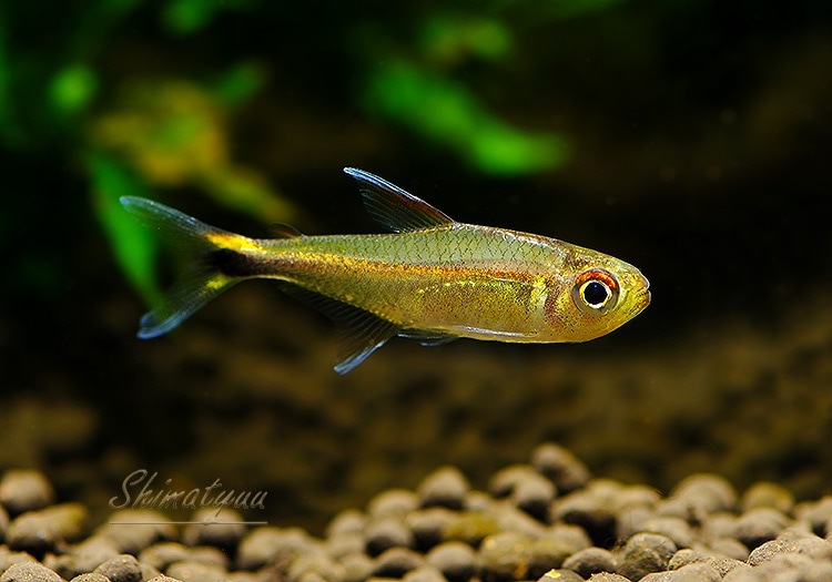 ��Ǯ�ӵ��ۡ���åɥ��������ۥ���ƥȥ顡WILD���ȥޥ˥���ɡ�1ɤ