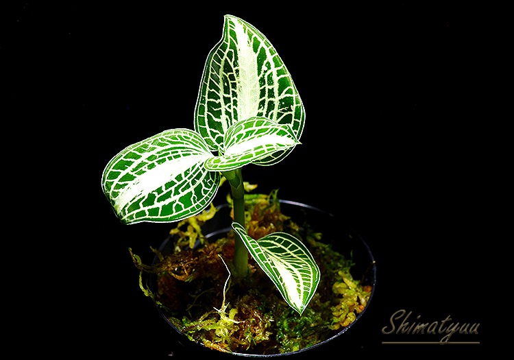 ����ʪ��Anoectochius siamensis  ��Green�� No.11
