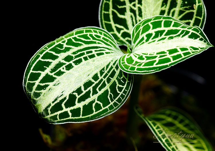 ����ʪ��Anoectochius siamensis  ��Green�� No.11