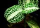 ����ʪ��Anoectochius siamensis  ��Green�� No.11