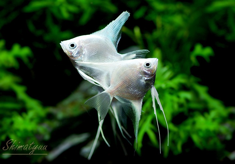 熱帯魚 プラチナエンゼル Sm M 5匹 熱帯魚 シクリッド Aqua F東京店通販ショップ