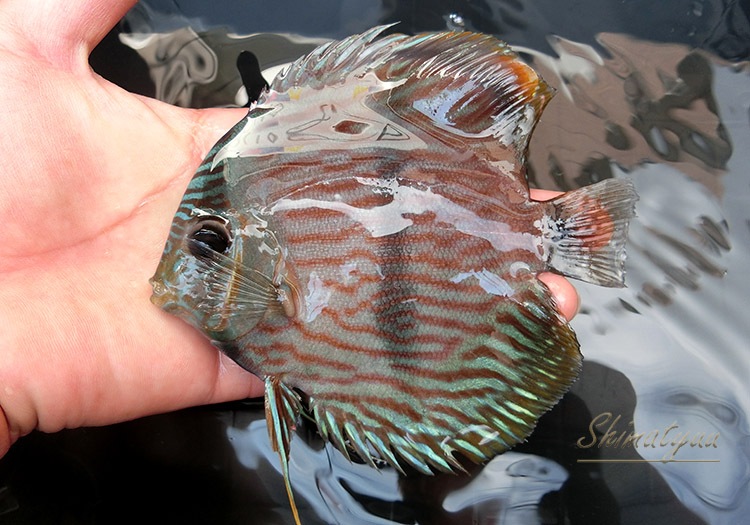 熱帯魚】 一点物 ヘッケルディスカス “ネグロ” WILD No.01