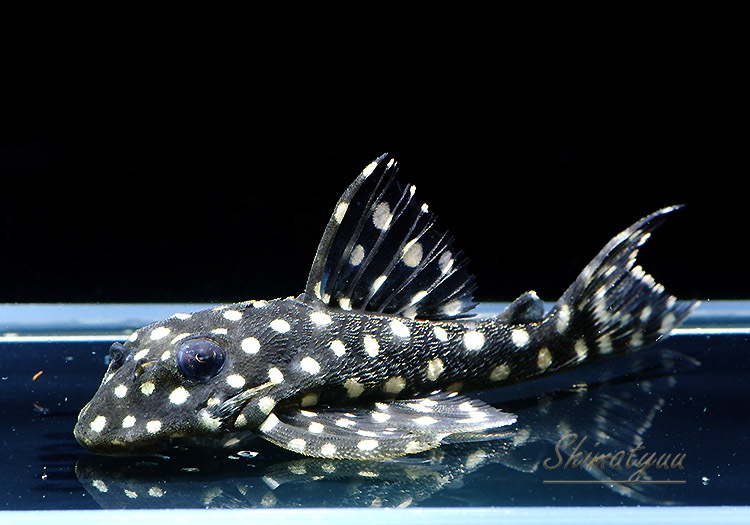 L201�������������ݥåȥ��������饦��3ɤ