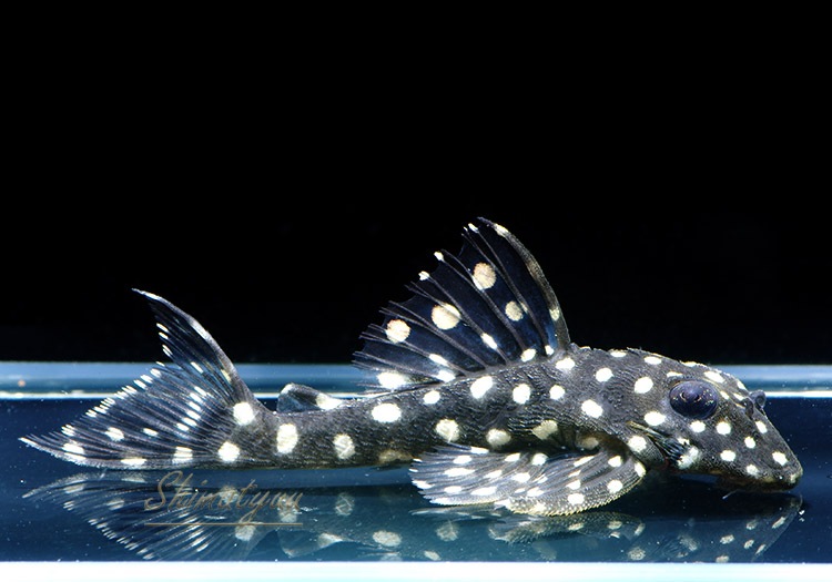 L201�������������ݥåȥ��������饦��3ɤ