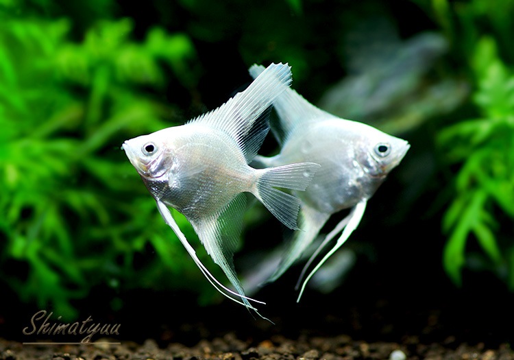 熱帯魚】 プラチナエンゼル (SM～M) 1匹 | 熱帯魚,シクリッド | AQUA-F 
