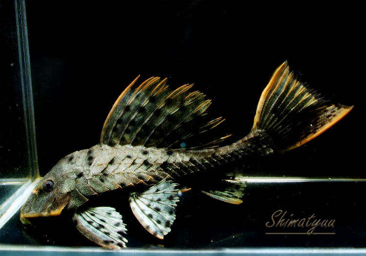 一点物 オレンジフィンアーマード リオ ブランコ プレコ その他のプレコ Aqua F東京店通販ショップ